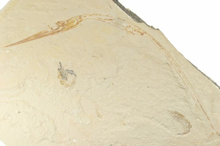 9.7" Needle Fish (Dercetis) Fossil - Fish in Stomach!
